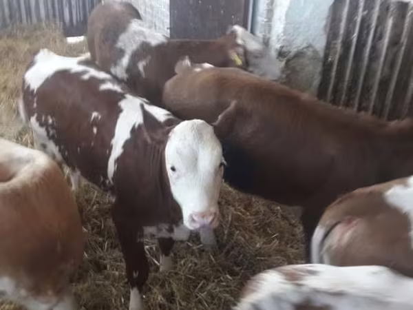 Bulle, Limousin-Kuh