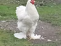 Chickens — 2-сурет