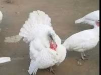 ब्रॉन्ज़ — फ़ोटो 4