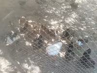 Ev Muskovisi — foto 3