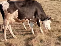 Kuh, Latvian Blue cattle — Foto 3