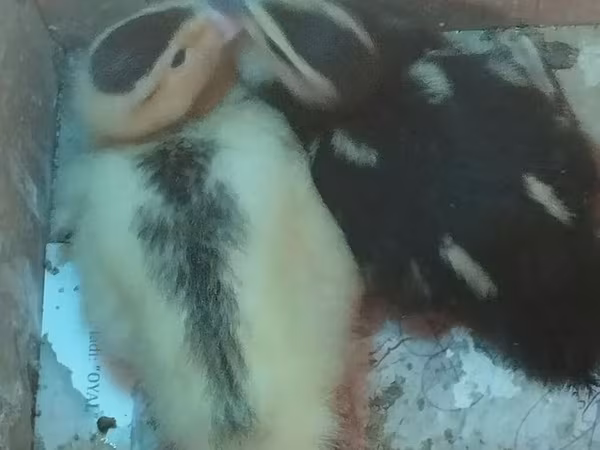 Ducks