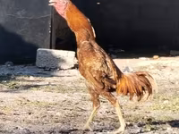 Chickens — الصورة 3