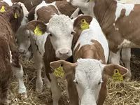 Rinder (Partie, Geschlecht nicht angegeben), Simmental cattle — Foto 8