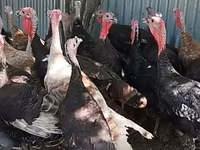 Turkeys — Foto 2