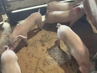 Schweine (Partie, Geschlecht nicht angegeben), Крупная белая — Foto 2