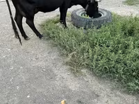Kuh, Russian Black pied cattle — Foto 5