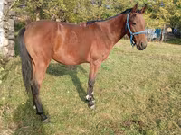Айғыр, Anglo-Arabian — 4-сурет
