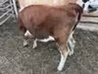 Rinder (Partie, Geschlecht nicht angegeben), Simmental cattle — Foto 4