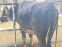 Bulle, Braune Lettische — Foto 1