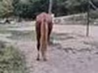 Hengst, Kazakh horse — Foto 8