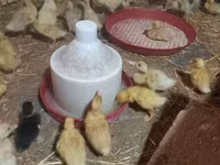 Ducks — Foto 2