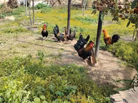 Bantam japonesa — foto 3