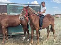 Hengst, Kazakh horse — Foto 2