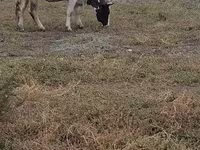 İnək, Russian Black pied cattle — foto 2