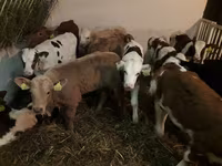 Buğa, Simmental cattle — foto 3