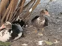 Geese — Foto 4