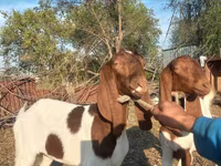 Dişi keçi, Kamori goats — foto 7