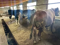 Bulle, Aberdeen-Angus — Foto 4