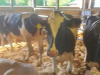 Bovinos (lote, sexo no especificado), Russian Black pied cattle — foto 4