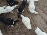 Ducks — Foto 1