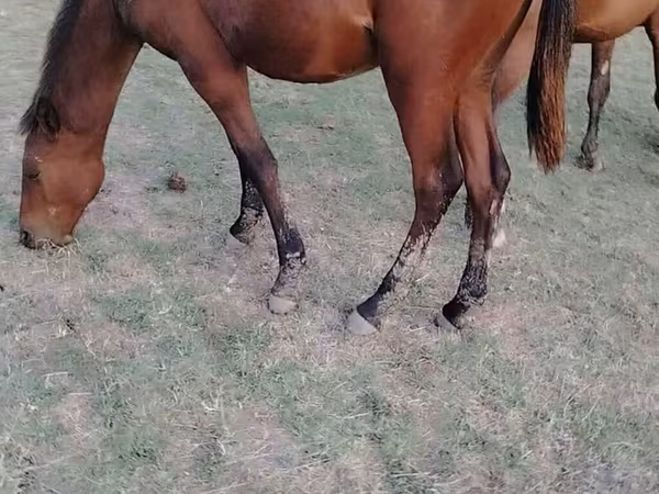 Horse (M), Horses