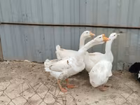 Geese — الصورة 4