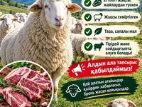 公羊, Merino sheep — 照片 8