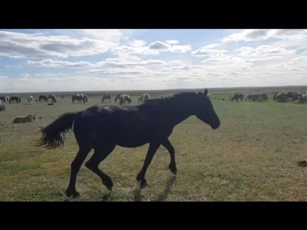 Hengst, Kazakh horse