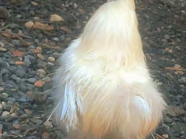 Seidenhuhn