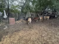 公牛, Swiss cattle — 照片 5