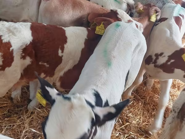 Rinder (Partie, Geschlecht nicht angegeben), Simmental cattle