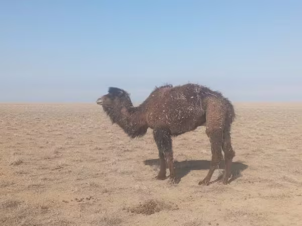 ناقة, الجمال