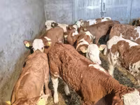 Bull, Cattle — photo 4