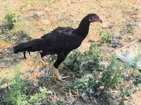 Chickens — फ़ोटो 5
