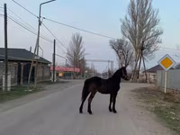 Айғыр, Friesian — 1-сурет
