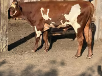 Bulle, Swiss cattle — Foto 3