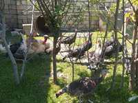 Turkeys — फ़ोटो 1
