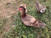 Ducks — foto 2