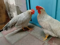 Leghorn — Foto 2