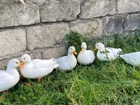 Ducks — الصورة 1