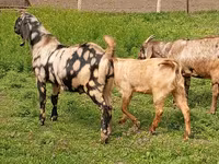 تيس, Nubian Goat — الصورة 2