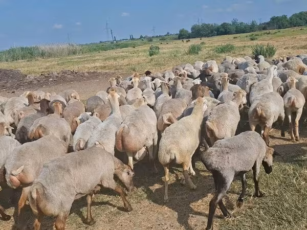Oveja, Ovejas