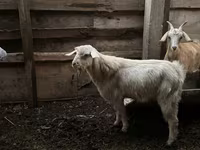 Cabro, Cabras — foto 1