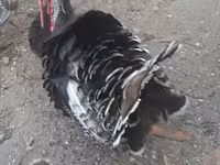 Turkeys — الصورة 3