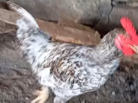 Chickens — Foto 6