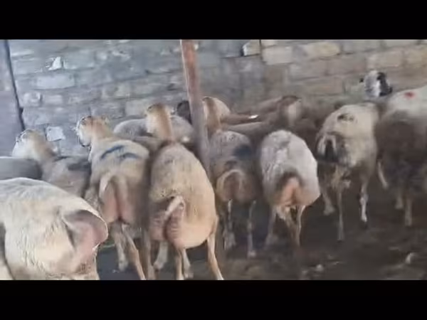 نعجة, الأغنام