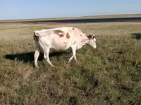 Kuh, Simmental cattle — Foto 6
