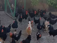 Australorp — Foto 4