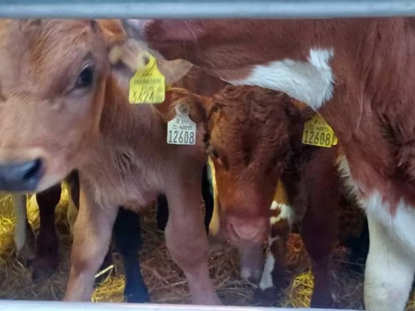 Bulle, Simmental cattle